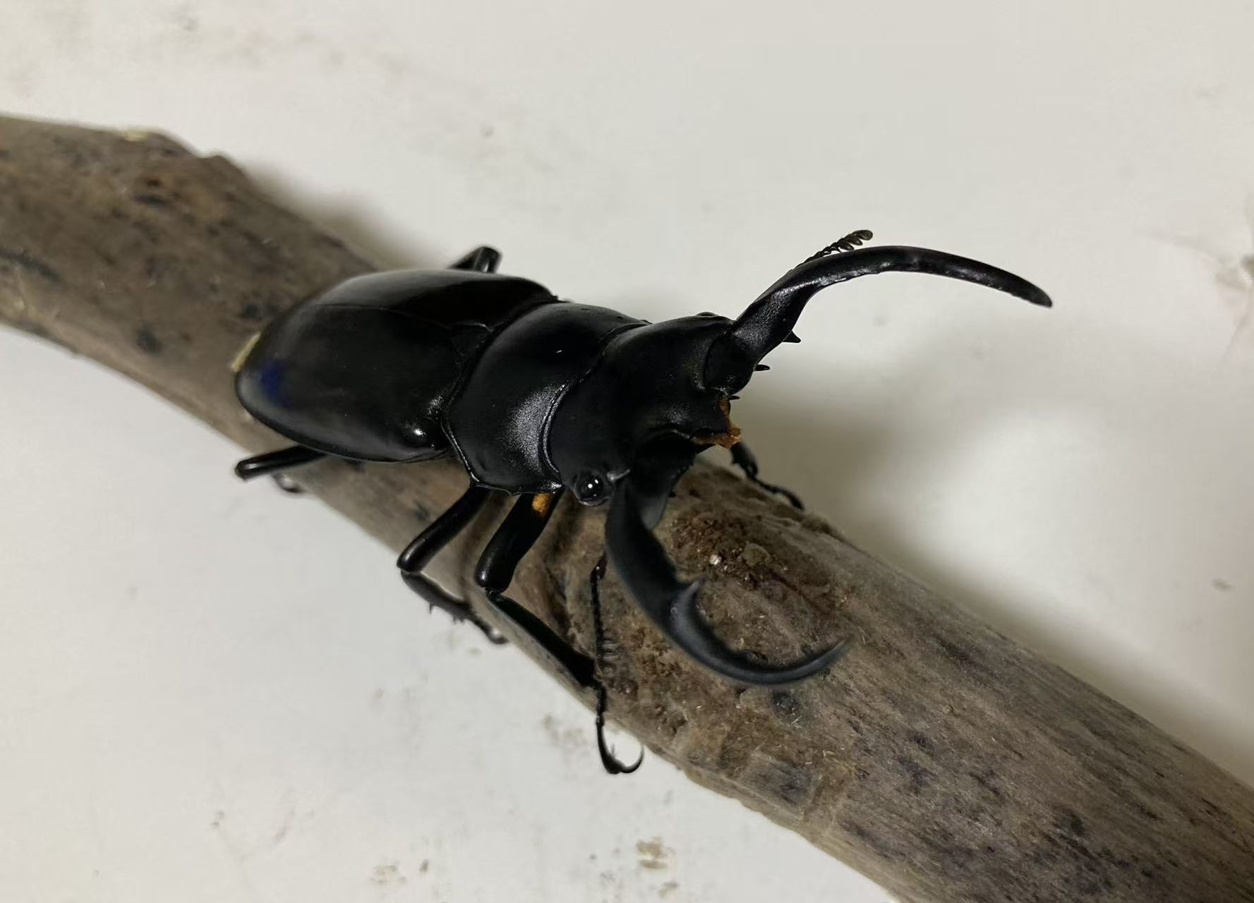 ウエストウッディオオシカクワガタ亜種カズミアエ