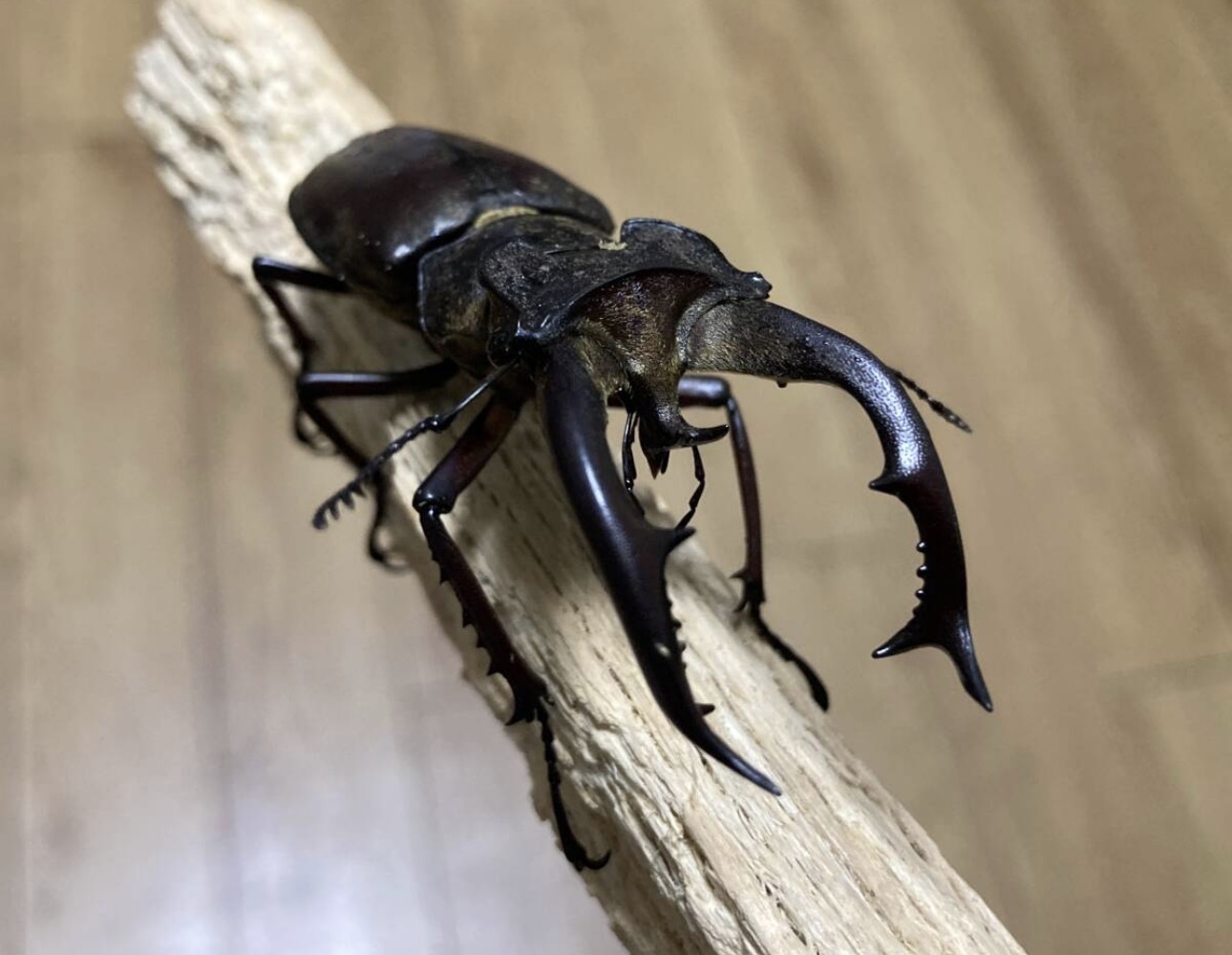 チベットミヤマクワガタ